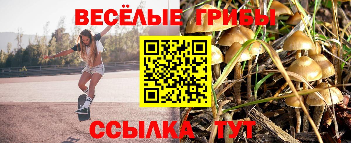 Псилоцибиновые грибы Psilocybe Долгопрудный